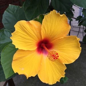 Meet your Posher, Millie